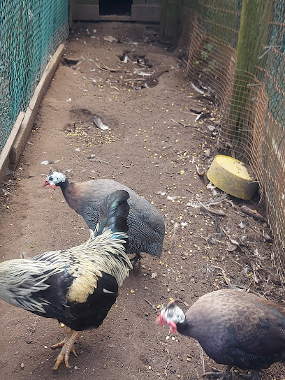 Eggs & Farm - Georgetown 1 AC9h4npUoklamR20VwblVViPUXzbUvVCNXeTemqkU v7ziWfUh7uaPuSWDQVS5GII ltwHS14i mQB5UA2VBBJdbHMDkljdo8LZqA IRadRROnjAj ZIBPBbHmdKkhe9s44tBPtovwnHzgw408 h544 k no
