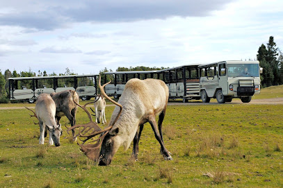 Zoo Sauvage de Saint-Felicien - Saint-Félicien 1 AF1QipPlmYRRIDSxH4lJAFTWSkJE6IGkL0430EwKuwaKw408 h271 k no
