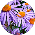 Saleha M.
