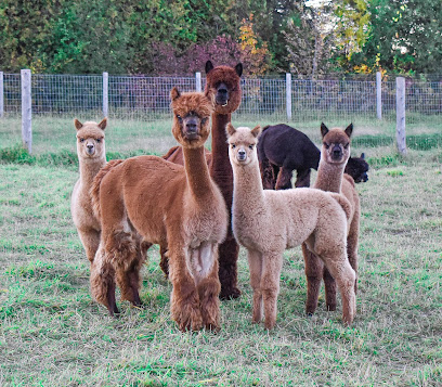 All In Alpacas - Rockwood 1 AF1QipMuX KUzzb Dx6fv cxFnOPBgwdl VHEq 6qDP6w408 h357 k no